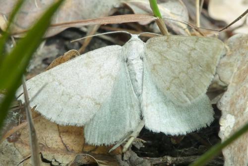Réf. 259 546 : Pseudoterpna pruinata